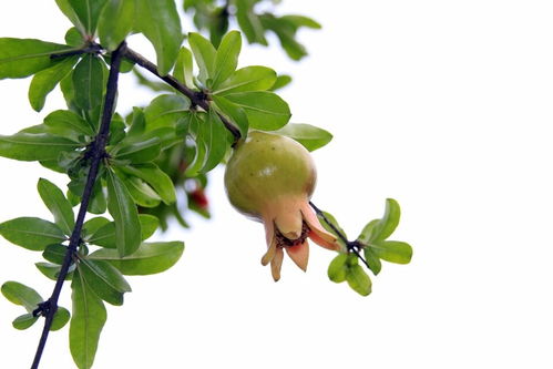 校園里的石榴花開(kāi)了作文