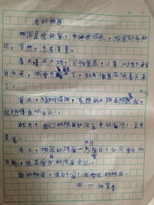 四級描寫(xiě)我的校園的作文