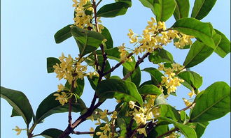 校園的桂花樹(shù)作文300四級