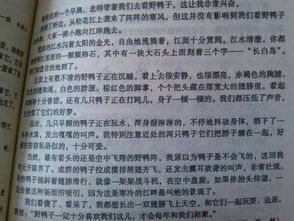 作文,校園