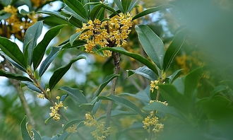 作文,四級,校園里,桂花樹(shù)