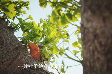 一片葉子經(jīng)過校園的旅行作文