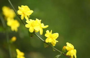 花開(kāi),作文,迎春,校園