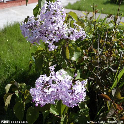作文,丁香花,校園