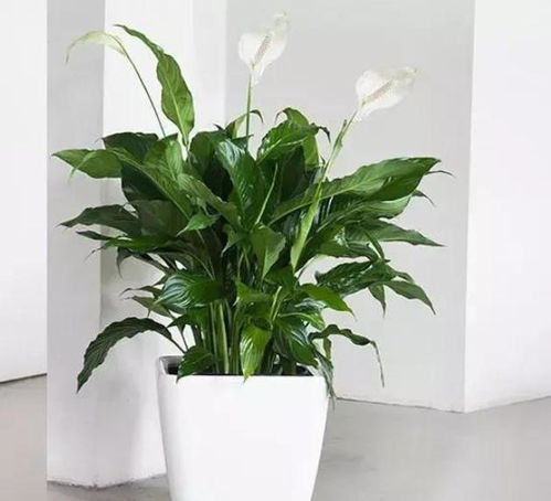 白掌開(kāi)花了要注意事項,白掌開(kāi)花期間注意事項,白掌的養殖方法和注意事項