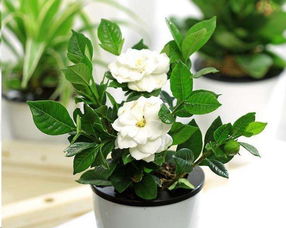 枙子花的養(yǎng)殖方法和注意事項