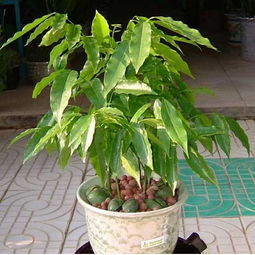 元寶樹(shù)的養殖方法和注意事項,綠元寶樹(shù)的養殖方法和注意事項,元寶樹(shù)的養殖方法和注意事項