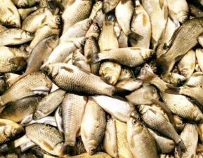 鯽魚(yú),養殖,注意事項