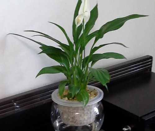 白掌開(kāi)花時(shí)注意事項