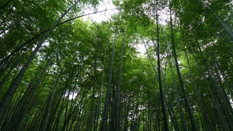 茶山竹海游玩注意事項