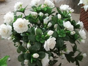 賣(mài)玫瑰花需要注意事項