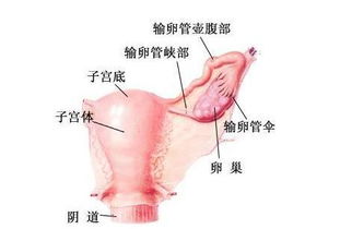 懷孕一個月流產(chǎn)了需要注意些什么,懷孕一個月流產(chǎn)后注意事項(xiàng)和調(diào)理,懷孕兩個月流產(chǎn)后注意事項(xiàng)