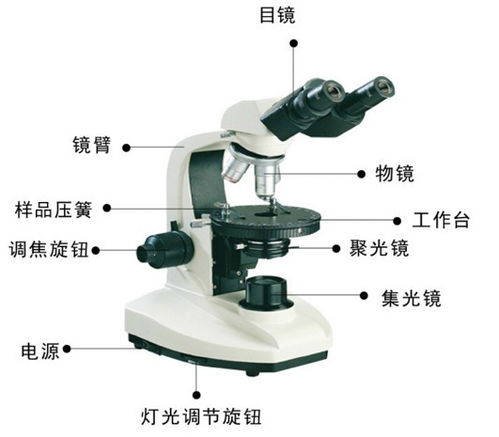 簡(jiǎn)述顯微鏡的使用注意事項