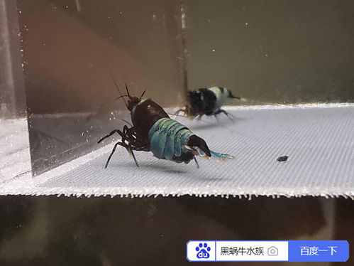 養殖,注意事項,水晶