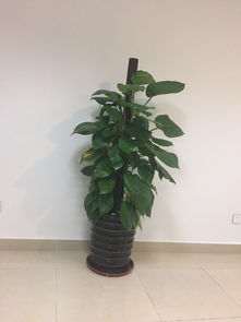 植物南北引種注意事項,動(dòng)物引種注意事項,引種的原則和注意事項