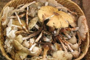 菌類(lèi),食用,注意事項,食物