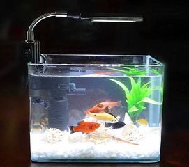 收納箱養魚(yú)要注意什么,塑料箱養魚(yú)注意事項,收納箱安全注意事項