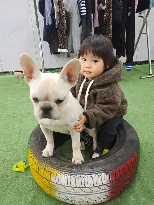 家里養狗寶寶需要注意事項