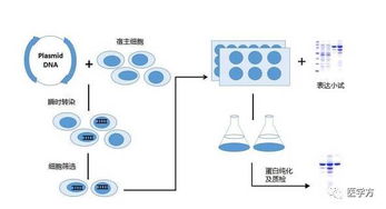 堿法提取質(zhì)粒的注意事項,質(zhì)粒大提注意事項,質(zhì)粒提取的注意事項