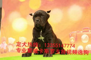 卡斯羅犬飼養注意事項,卡斯羅喂養注意事項,卡斯羅下崽后注意事項