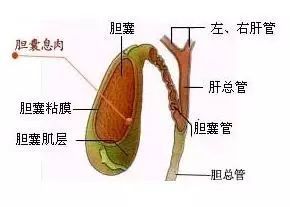 膽囊息肉手術(shù)前準備注意事項
