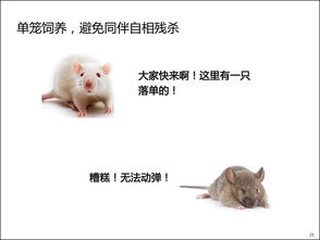小鼠基本實(shí)驗(yàn)操作注意事項(xiàng),實(shí)驗(yàn)小鼠的操作注意事項(xiàng),實(shí)驗(yàn)小鼠的操作注意事項(xiàng)及給藥方式