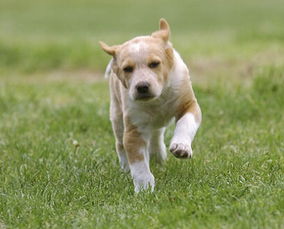 母犬導尿術(shù)注意事項