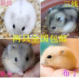 倉鼠群養注意事項
