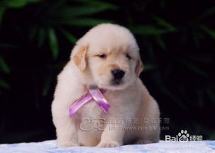 狗狗,注意事項,購買