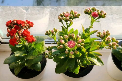 做標花的注意事項