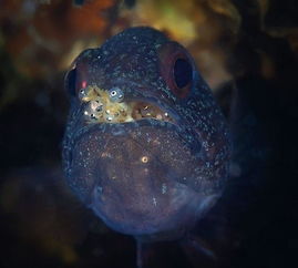 金魚(yú)卵孵化注意事項