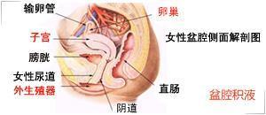 查盆腔積液前注意事項