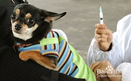 狗打疫苗需要注意事項,泰迪狗打疫苗注意事項,自己給狗打疫苗注意事項