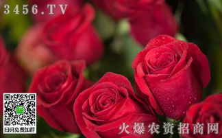 玫瑰花,養殖,注意事項,冬天