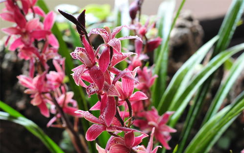 墨蘭開(kāi)花的注意事項