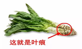 萵筍移栽后的注意事項,萵筍種植注意事項,萵筍打920的注意事項