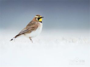 雛鳥,百靈,飼養(yǎng),注意事項(xiàng)