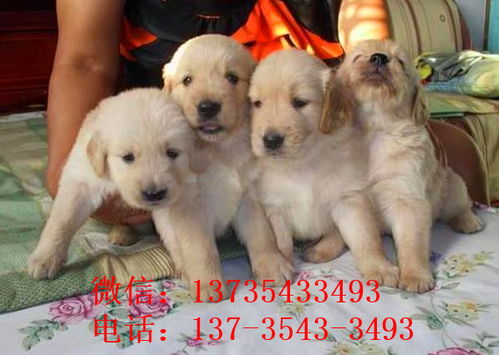 買(mǎi)狗的注意事項,新手買(mǎi)狗注意事項,初次買(mǎi)狗注意事項