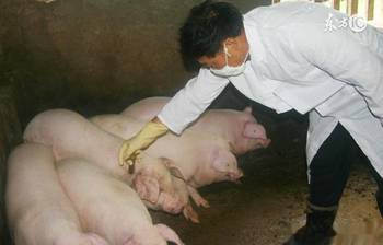 口蹄疫,注意事項