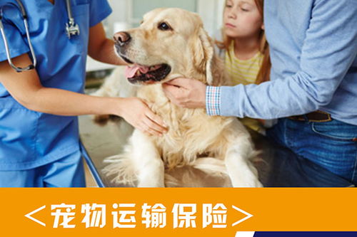 狗狗托運(yùn)前注意事項(xiàng)