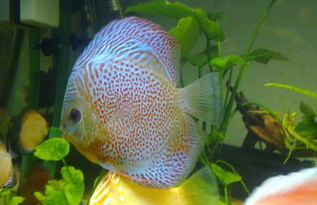 神仙魚(yú)養殖注意事項,神仙魚(yú)雕刻注意事項,神仙魚(yú)的養殖方法和注意事項