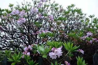 山杜娟花移殖方法和注意事項