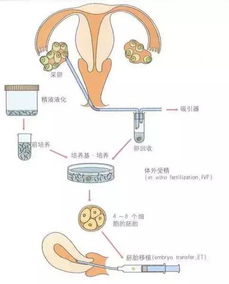 試管前男性注意事項