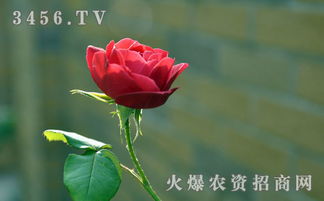 小玫瑰花冬天怎么養殖方法和注意事項