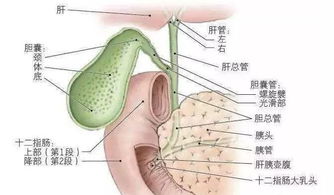 膽結石,注意事項,女人