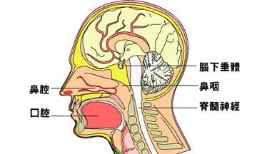 鼻咽癌放療后注意事項有哪些,鼻咽癌放療注意事項與飲食,鼻咽癌放療期間注意事項