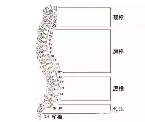 脊柱,注意事項