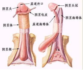 疣做了激光后注意事項,肛門疣激光后注意事項,激光去疣后注意事項