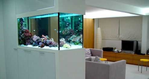 房間養魚(yú)注意事項