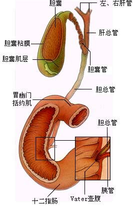 膽囊萎縮取掉后注意事項